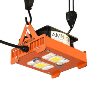 100w Calido Amnesia LED