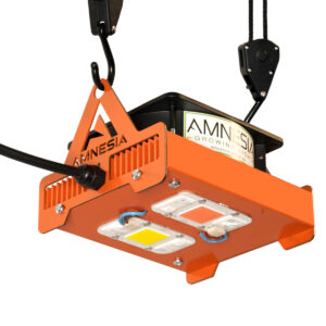 100w Mixto Amnesia LED