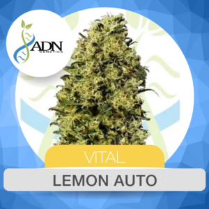 lemon auto x3