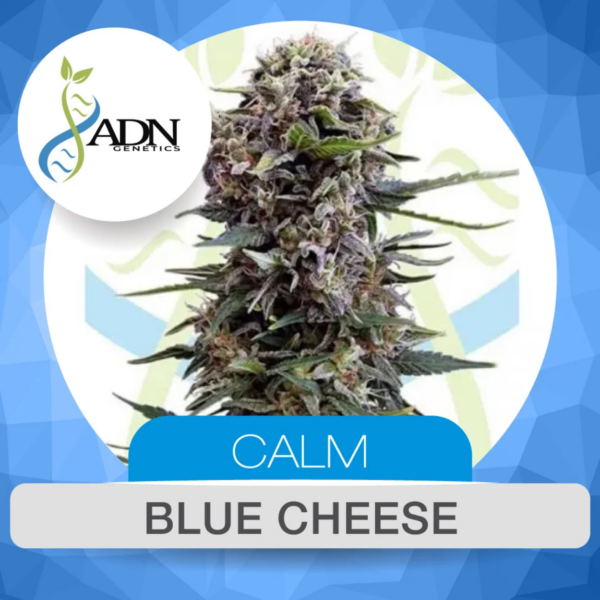 blue cheese auto x3