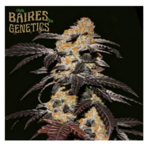 grape cookies auto x3