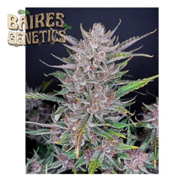 gorilla purple punch x3