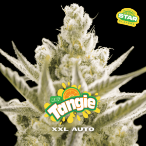 tangie auto x4