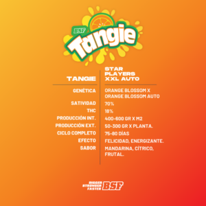tangie auto x4