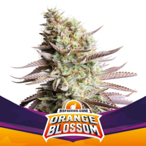 orange blossom x12