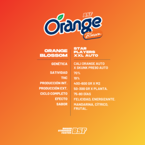 orange blossom x12