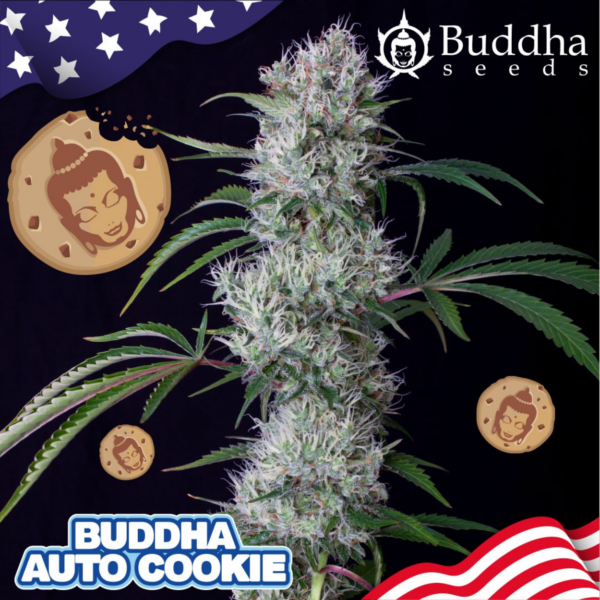 buddha cookie auto x3