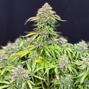 buddha cookie auto x3