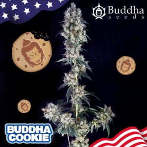 buddha cookie x3