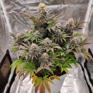 buddha cookie x3