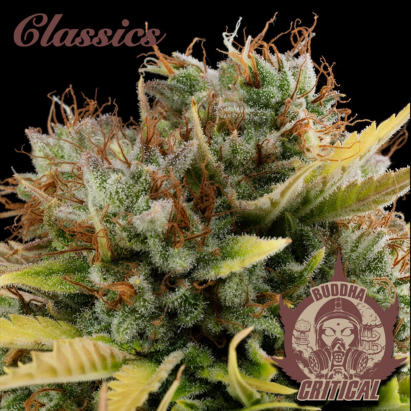 buddha critical x3