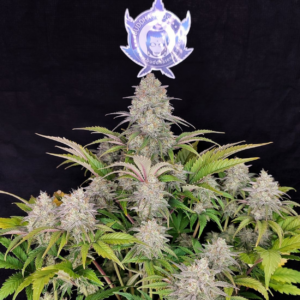 buddha critical x3