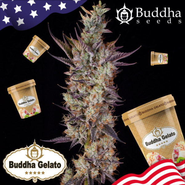 buddha gelato x3