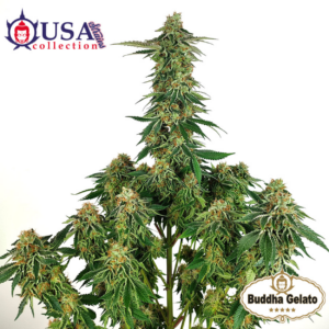 buddha gelato x3