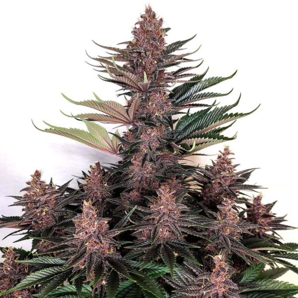 buddha purple kush x3