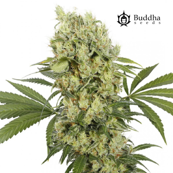 medikit x3 cbd