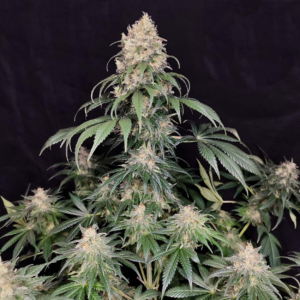 medikit x3 cbd