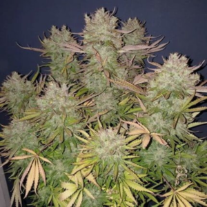 think big auto x3