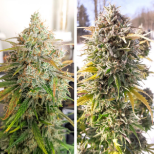 colorado cookies auto x3