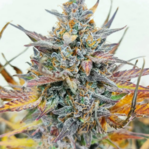 pineapple express auto x5