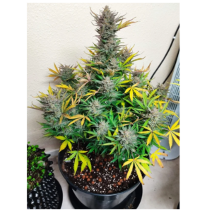 pineapple express auto x5