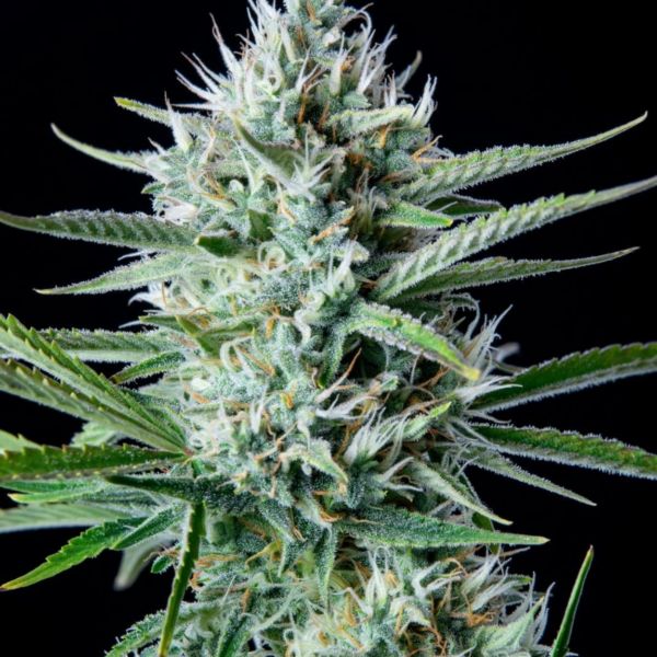 original white widow auto x5