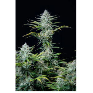 original white widow auto x5