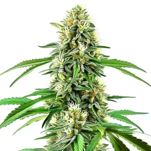 cream auto x3