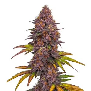 grizzly pruple auto x3