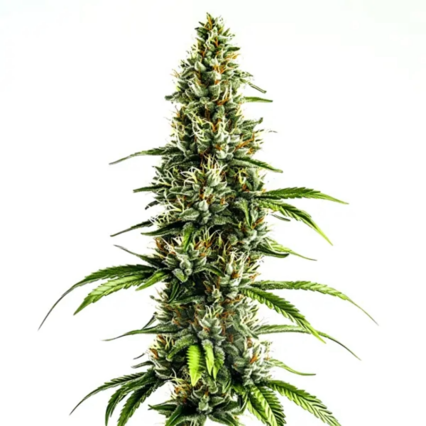 chocolopez x3
