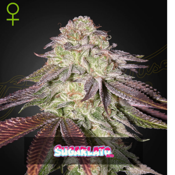 sugarlato auto x3