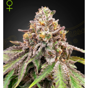 blue haze x gelato 41 auto x3