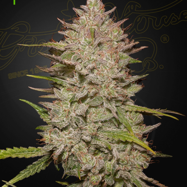 chemical candy auto x3