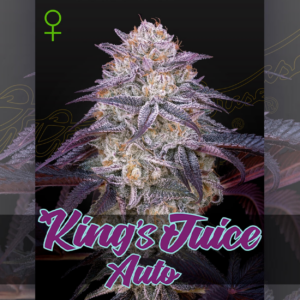 kings juice auto x3