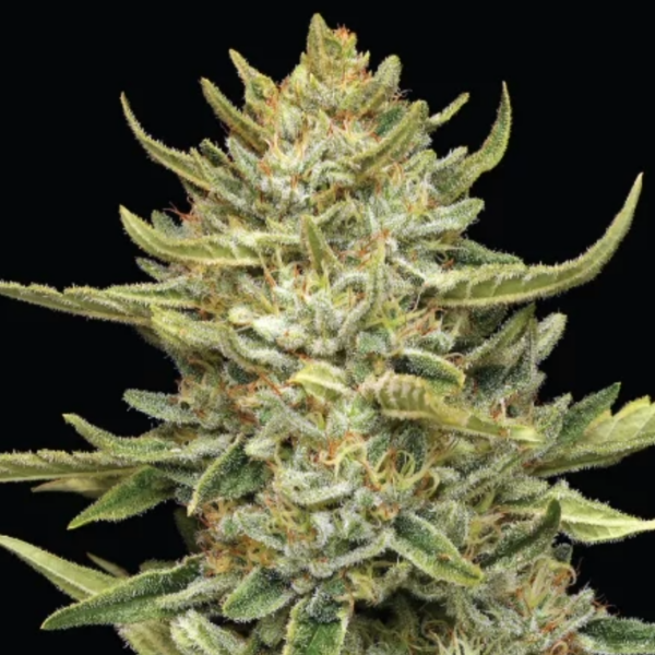 california soul diesel auto x5