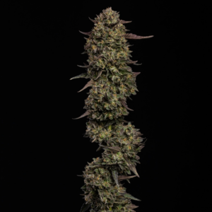 cream caramel auto x3
