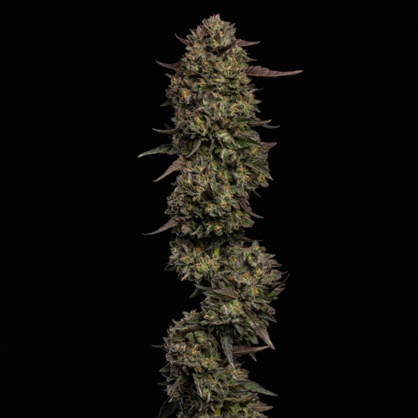cream caramel auto x3