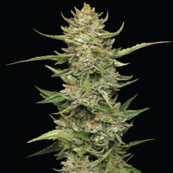 california soul diesel x5
