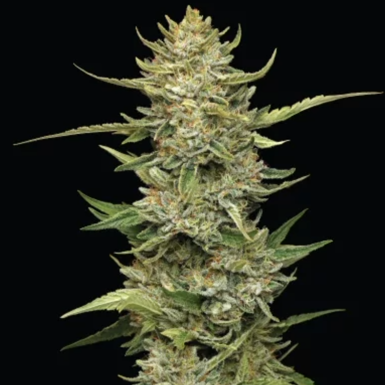california soul diesel x5