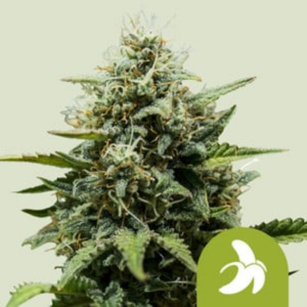 fat banana auto x3