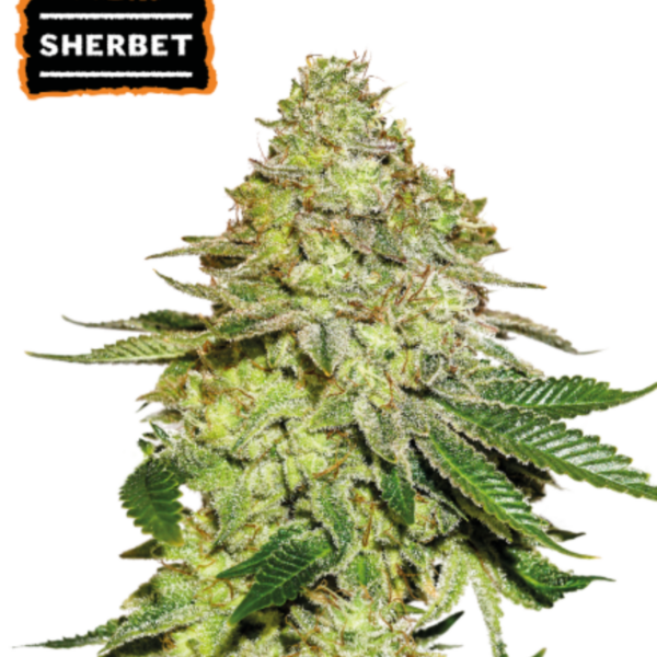 sherbet x3