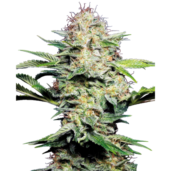sensi skunk auto x3