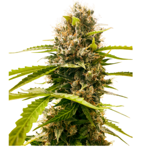 mandarin punch auto x3