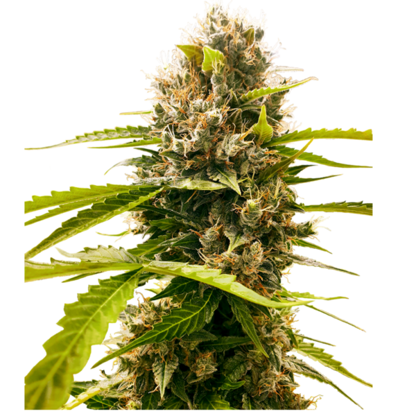 mandarin punch auto x3