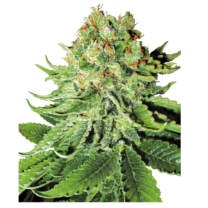 northern lights auto x3