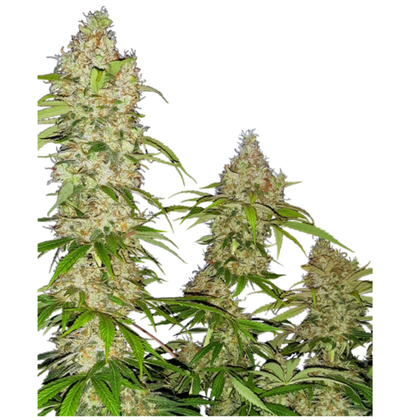 banana kush cake x3