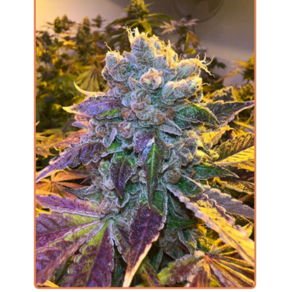tropicana wfc x4
