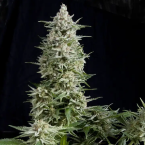 AMNESIA GOLD AUTO X1