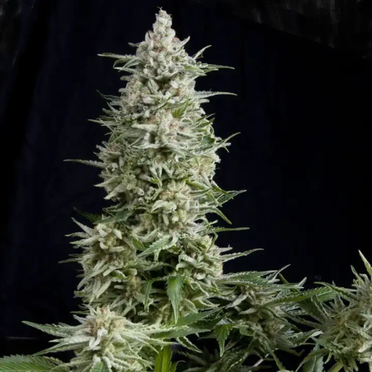 AMNESIA GOLD AUTO X1