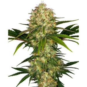 Afghani #1 x3
